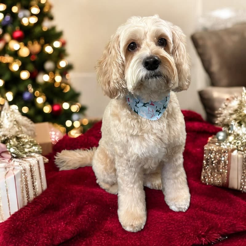 A cream cockapoo with a freshly groomed face and a light blue bandana, sitting on a red blanket by a lit Christmas tree