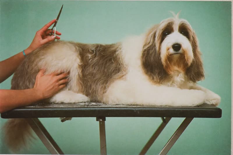 A dog lying calmly on a grooming table while its coat is scissored