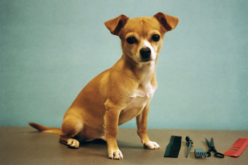 A small dog sitting beside a row of grooming combs, scissors and clippers