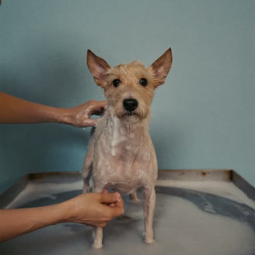 A small dog being bathed and lathered during a groom