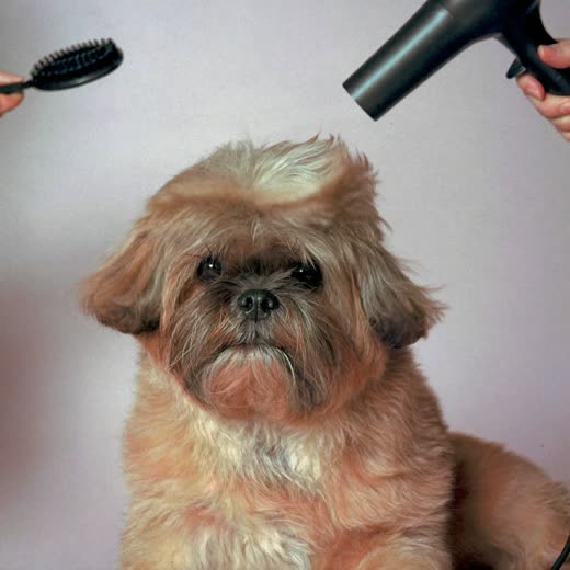 A small dog having its coat blow-dried, fur lifted by the air