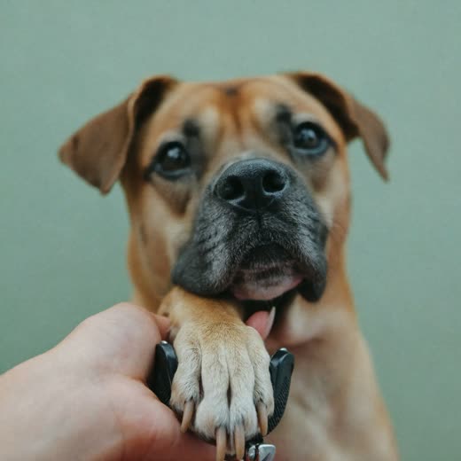 A dog's paw held gently while its nails are trimmed
